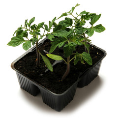 Solanum lycopersicum طماطم Rajče jedlé Rajčica Pomodoro Paradicsom növényfaj Roșie Pomidor zwyczajny Tomate tomato