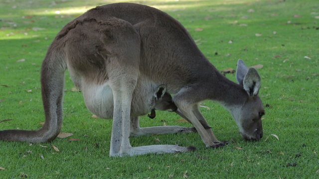 Joey kangaroo in mother's pouch, Western Australia