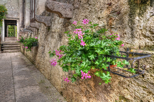 Blühende Geranien vor einer Steinmauer