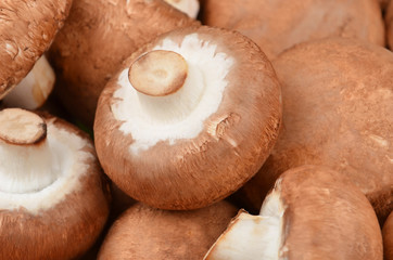 Champignon (True mushroom)
