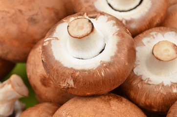 Champignon (True mushroom)