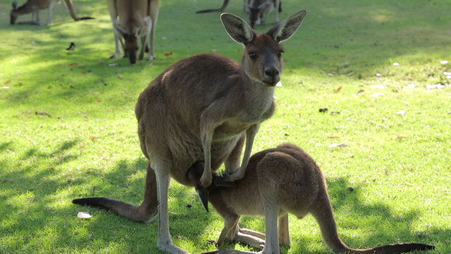 Mother feeds baby Kangaroo, Western Australia