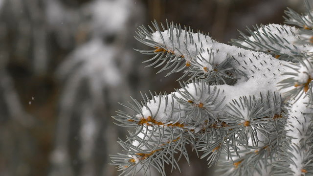 Christmas background. beautiful snow-covered fir branches. soft snows.