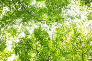 Forest Trees