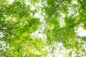 Obraz premium Green Forest