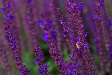 Obraz premium Lavender, Purple Flowers