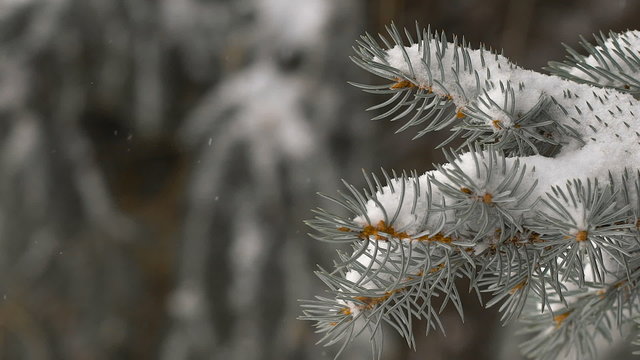 Christmas background. beautiful snow-covered fir branches. soft snows.