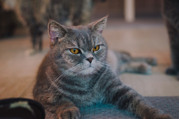 A portraiture of a cat in the room with soft light and soft focus. The main focus is on the eyes while the white balance is intended shift. Relax, safe and comfort.