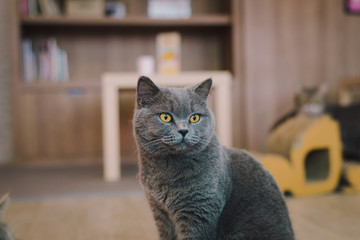 A portraiture of a cat in the room with soft light and soft focus. The main focus is on the eyes while the white balance is intended shift. Relax, safe and comfort.