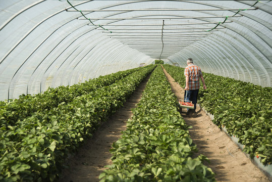 Germany, Hesse, Lampertheim, senior farmer harvesting strawberries in greenhouse