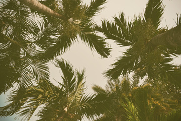 Silhouette palm tree in vintage filter (background)