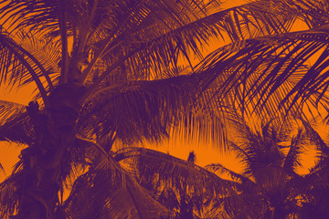 Silhouette palm tree in vintage filter (background)