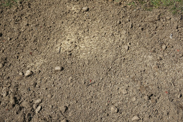 seedling new dirt lawn in spring