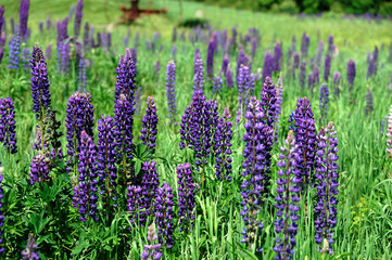 fresh lupine blooming in spring