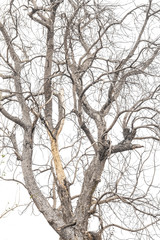 Close-up of dry tree branches.