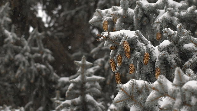 Christmas background. beautiful snow-covered fir branches with cones. soft snows.