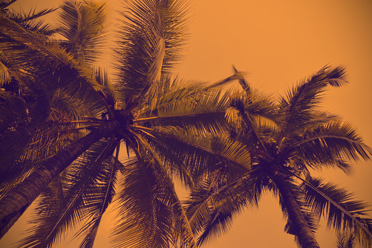 Silhouette palm tree in vintage filter background