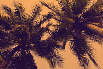 Obraz premium Silhouette palm tree in vintage filter background