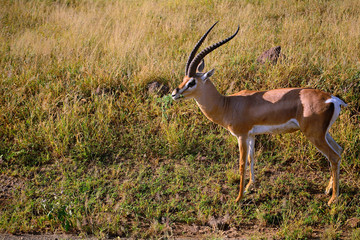 Grant-gazelle, Amboseli National Park, Kenya