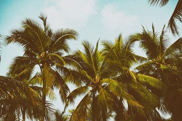 Fototapeta na wymiar Silhouette palm tree in vintage filter background