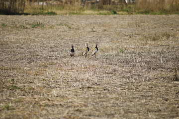 teros in the Argentine countryside