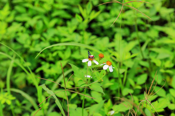 Danaidae, monarch butterfly with flower at park ,garden ,forest