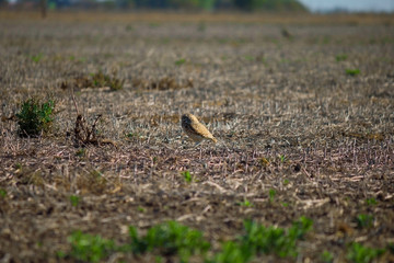owl on fiel