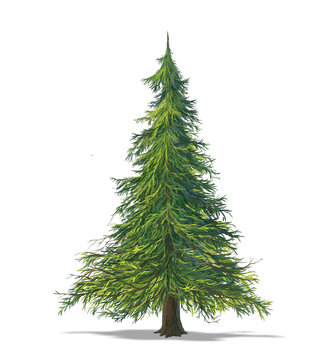 pine tree isolated on white background illustration