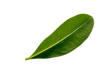Obraz premium Leaves on a white background