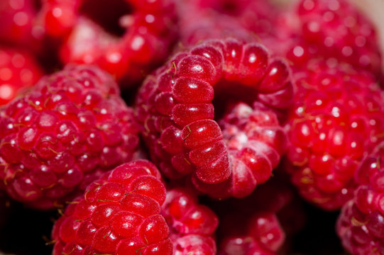 Ripe red raspberries.