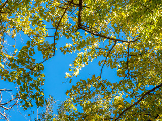 Green leaves on tree