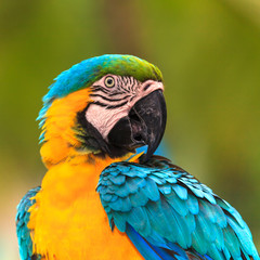 Macaw birds