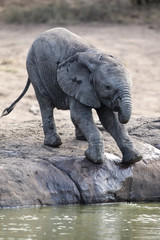  Breeding herd of elephant drinking water at a small pond