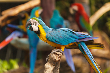 Fototapeta na wymiar Macaw birds