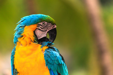 Naklejka premium Macaw birds