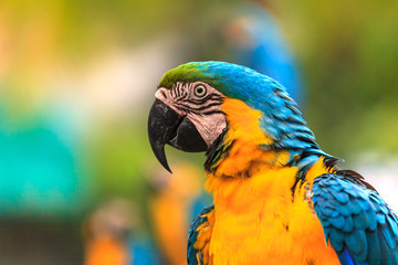 Macaw birds