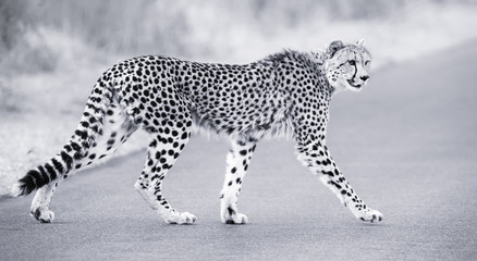 Lone cheetah walking across road at dusk
