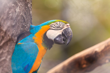 Macaw birds