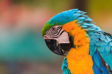 Macaw birds