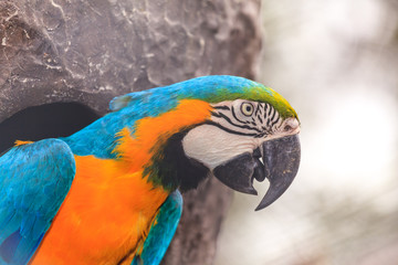 Macaw birds