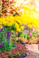 Flowers in the garden./ Landscaped flower garden with lots of colorful blooms with sun flare.
