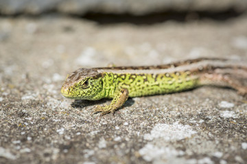 close up of a green sand lizard (Lacerta agilis) male on stony ground
