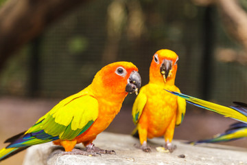 Sun Conure