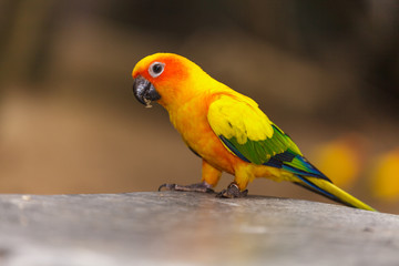 Sun Conure
