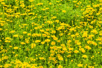 Obraz premium Flowers in the garden on summer. /Landscaped flower garden with lots of colorful blooms on summer.