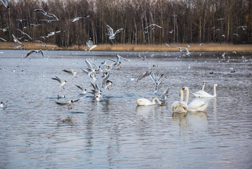 Łabędzie i mewy nad zalewem Pogoria III © kabat