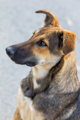 Head of domestic dog