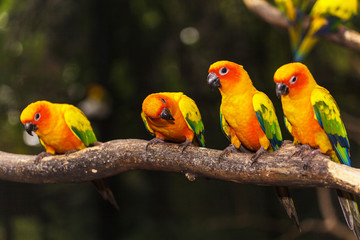 Sun Conure
