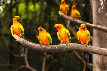 Sun Conure