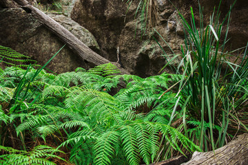 Girraween National Park during the day in Queensland, Australia
